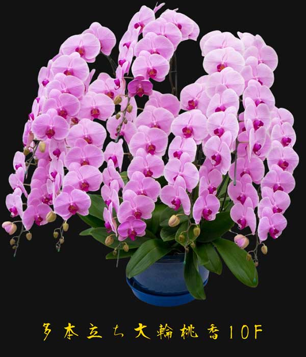 多本立ち大輪極美蘭 | 胡蝶蘭専門ショップ KSKフラワー